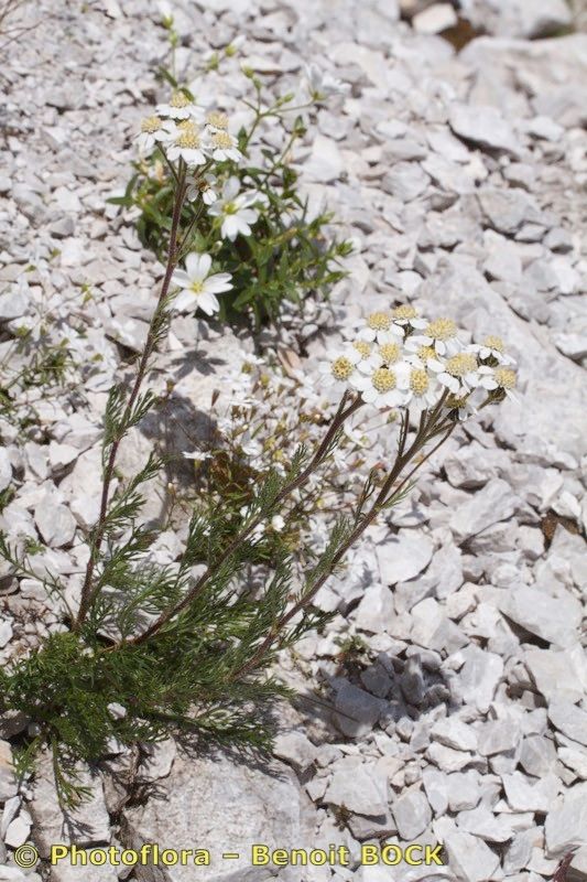 Achillea oxyloba habit
