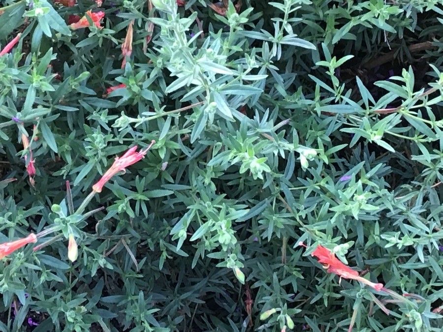 Zauschneria californica — search result for 'Fuchsia'