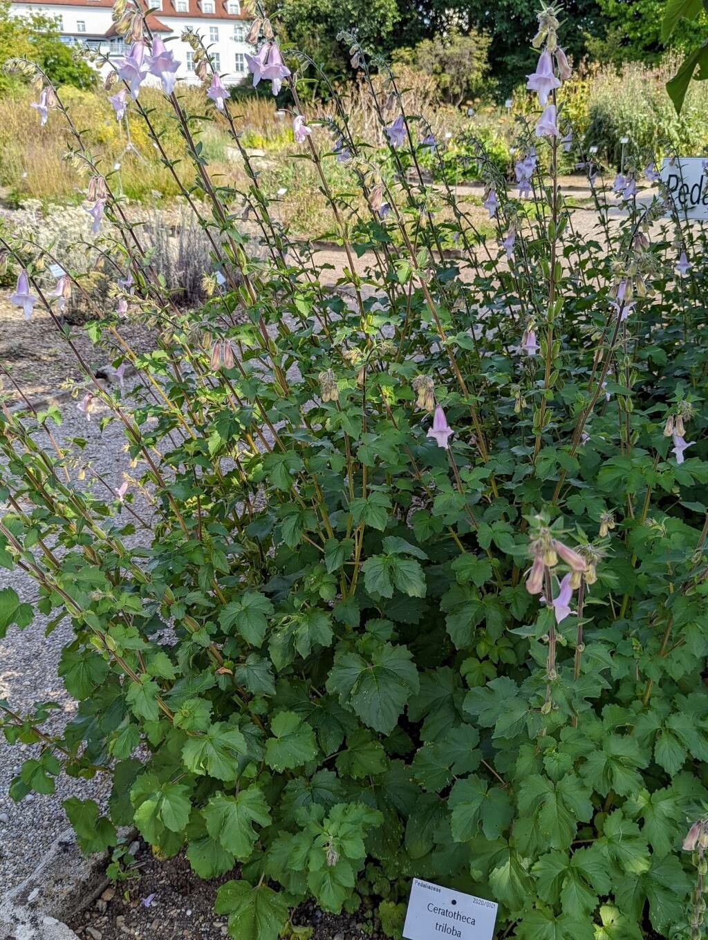 Sesamum trilobum habit