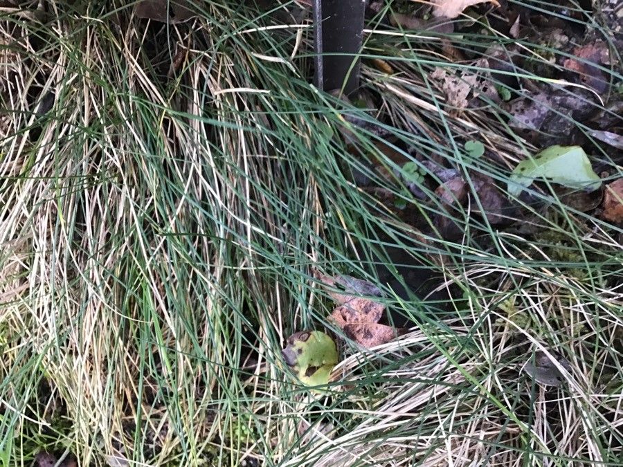 Festuca lambinonii — houseplant care guide