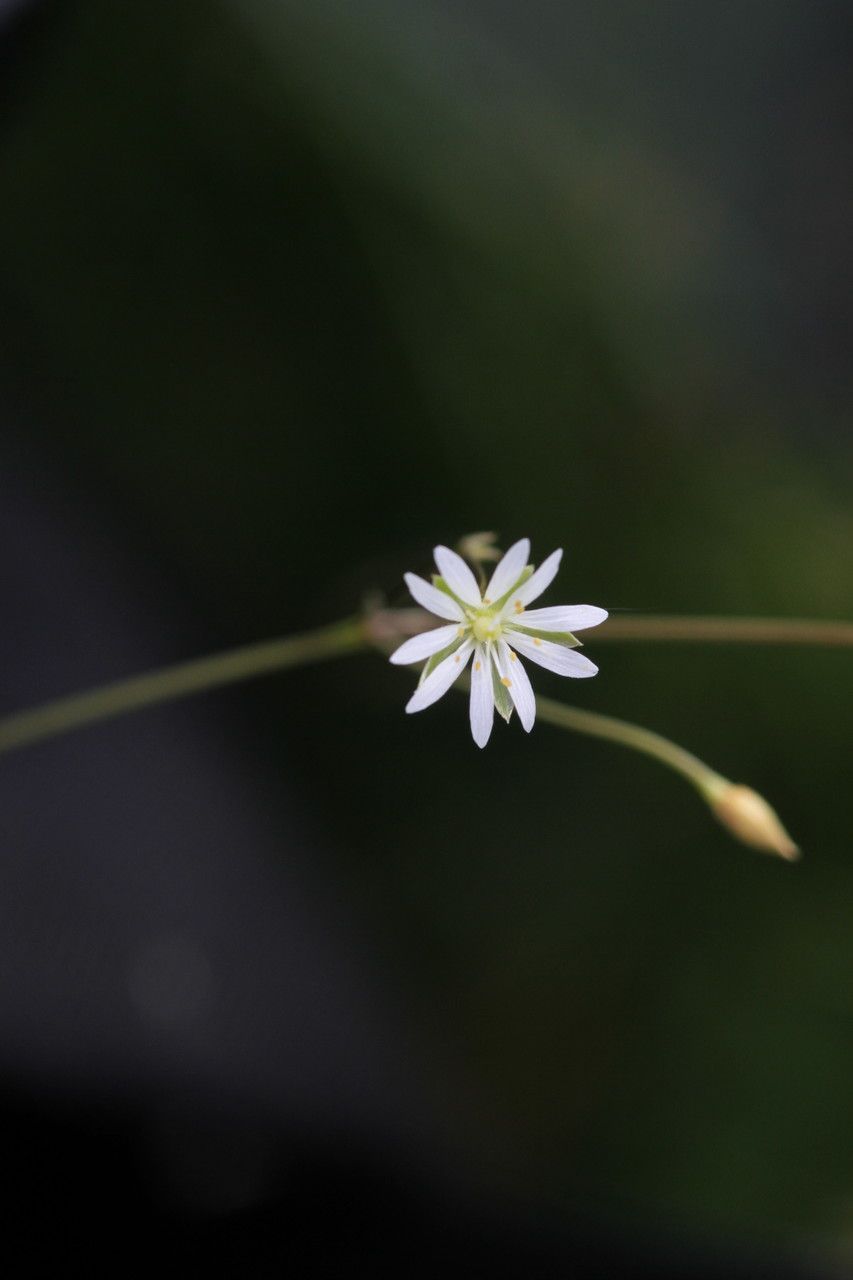 Stellaria graminea flower
