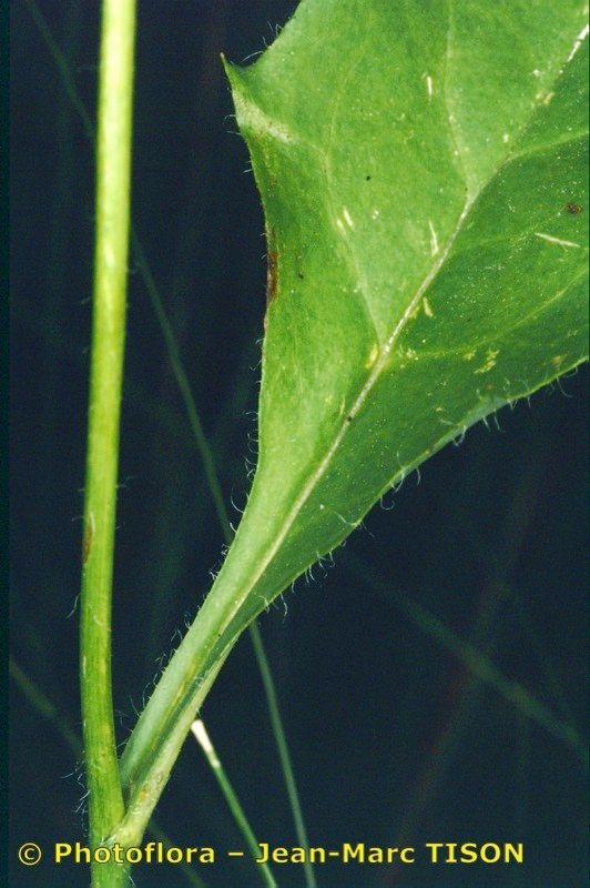 Hieracium isolanum other