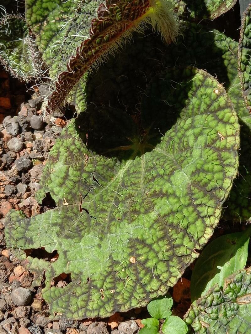 Begonia sizemoreae leaf
