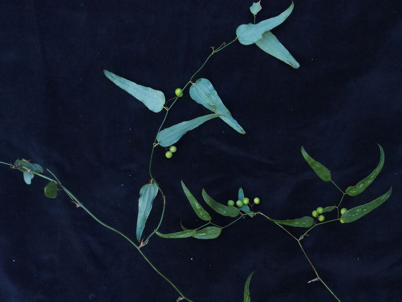 Smilax elegans — search result for 'Smilax'