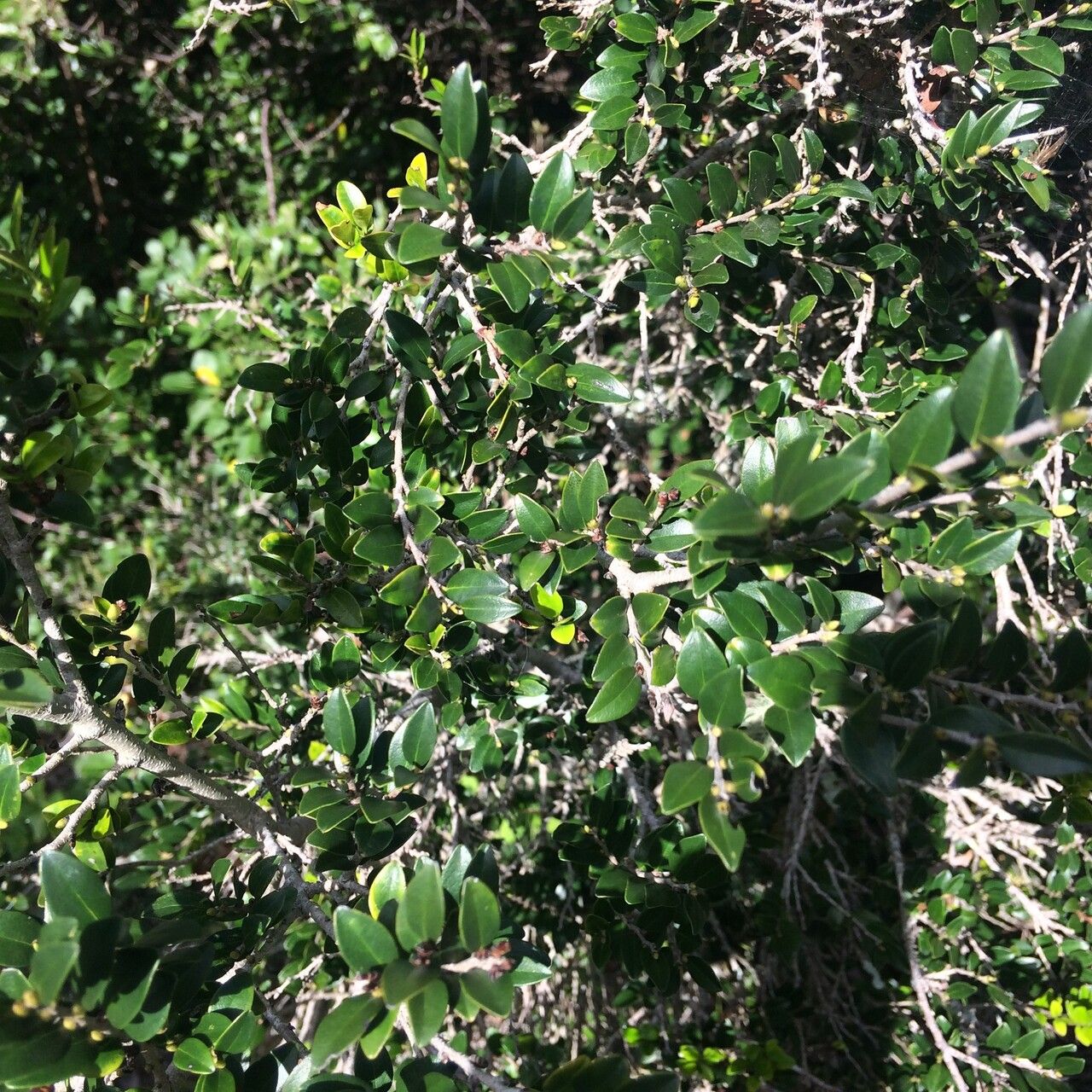 Diospyros natalensis — houseplant care guide