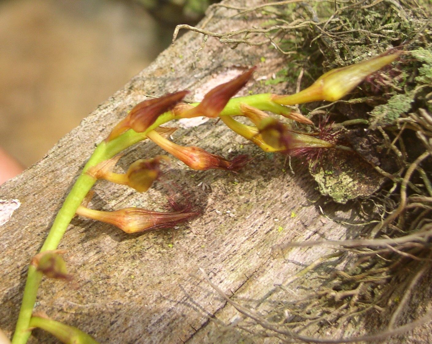 Bulbophyllum alinae flower