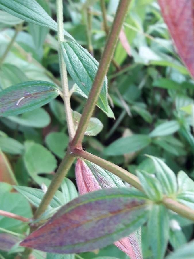 Pterolepis glomerata bark