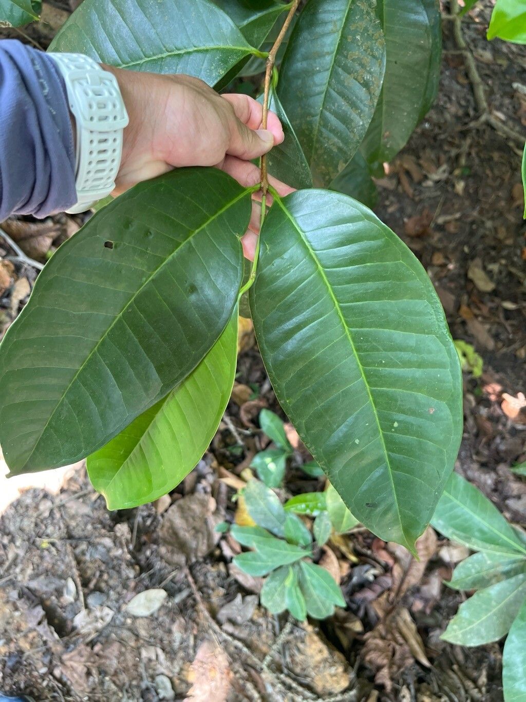 Syzygium borneense — houseplant care guide