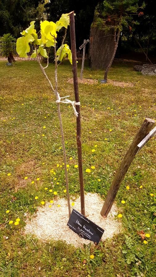 Hibiscadelphus giffardianus — search result for 'Metrosideros'