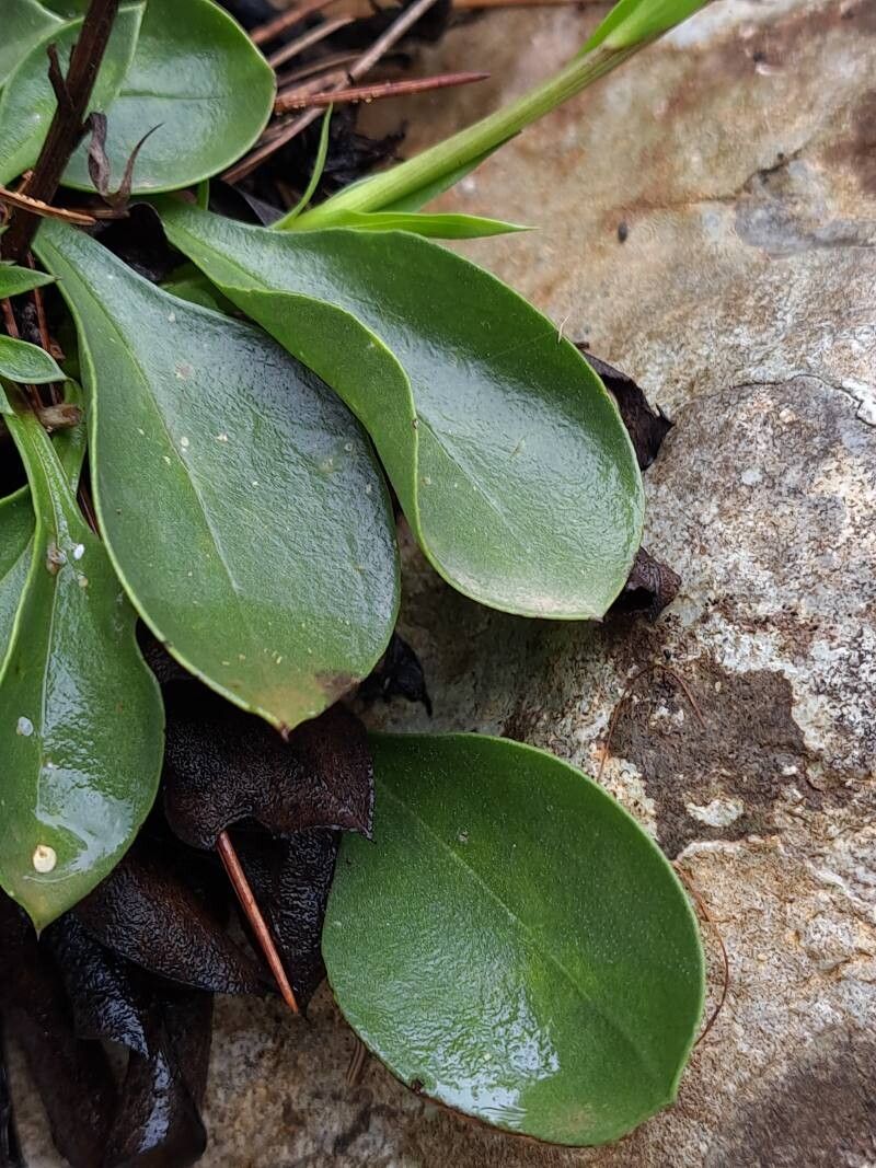 Globularia majoricensis — houseplant care guide