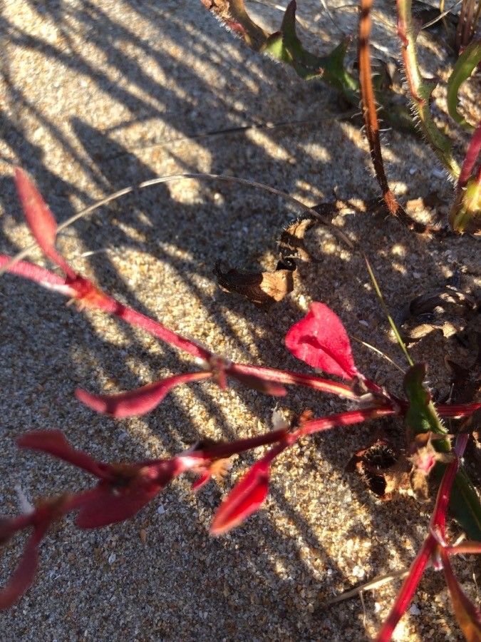 Rumex bucephalophorus — search result for 'Mediterranean Basin'
