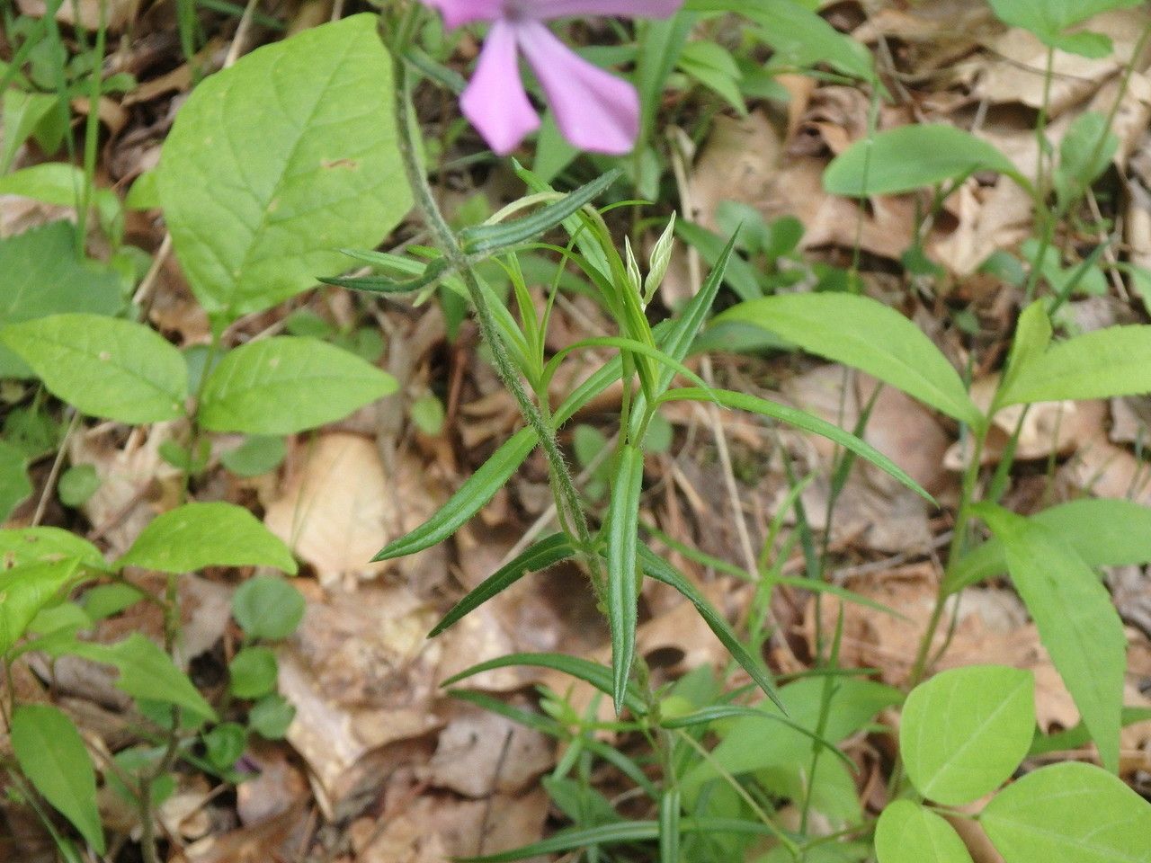 Phlox pilosa habit