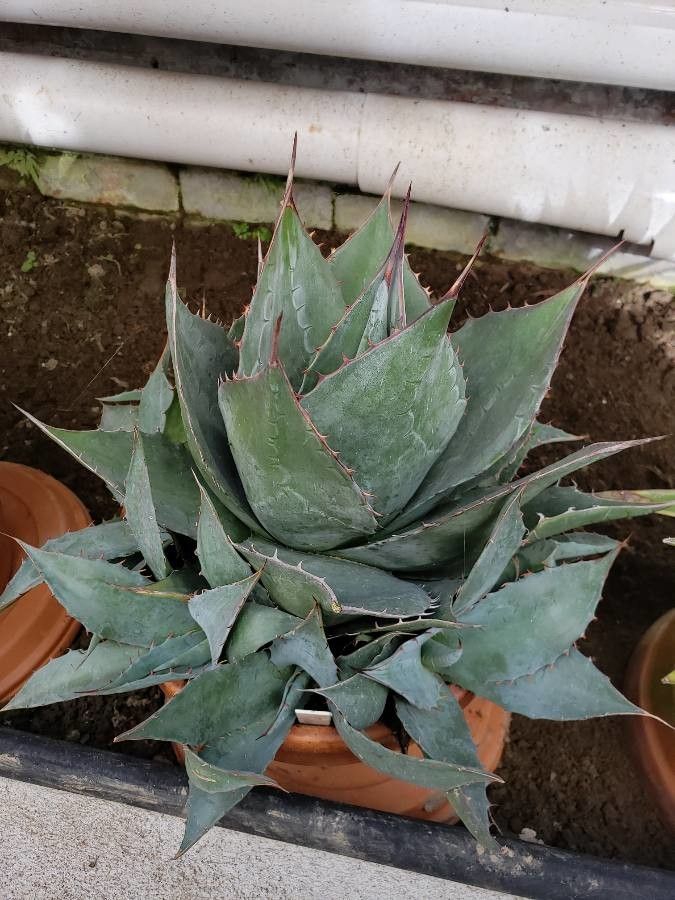 Agave parrasana habit