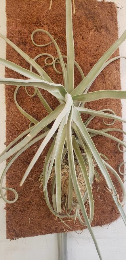Tillandsia harrisii leaf