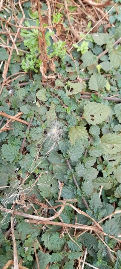 Glandularia tweedieana leaf