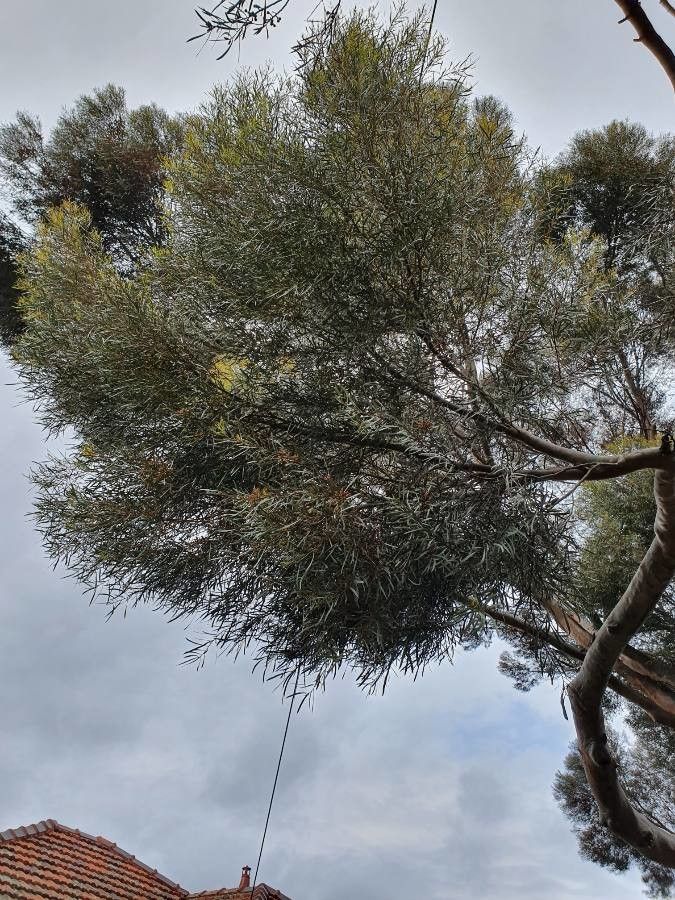 Eucalyptus spathulata — search result for 'Eucalyptus'