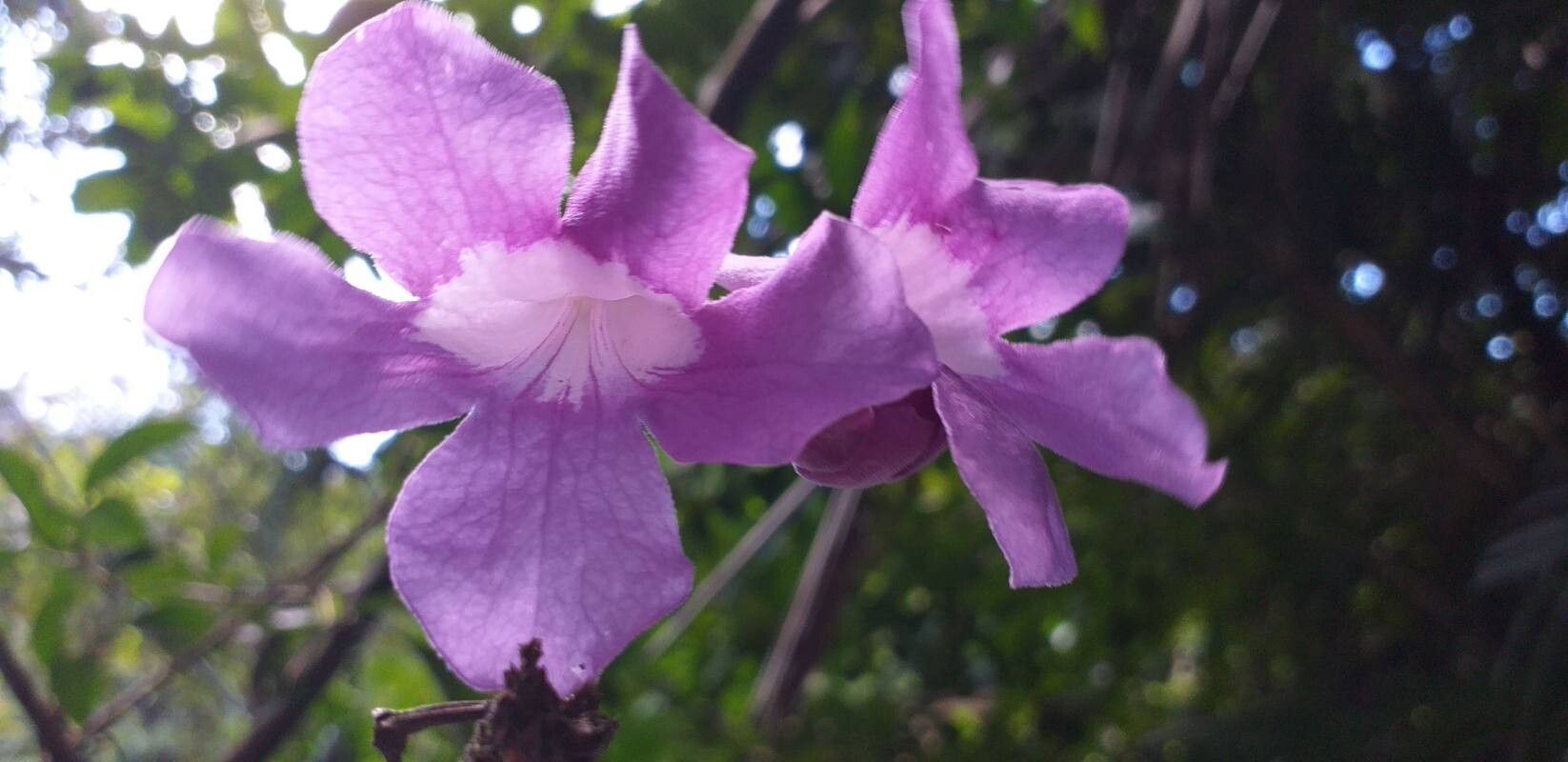 Bignonia noterophila flower