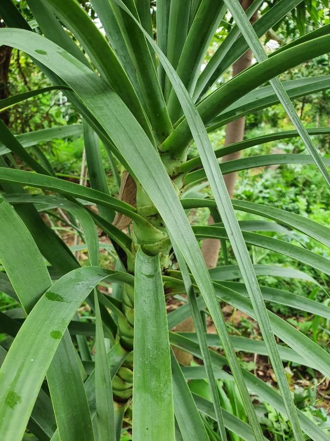 Dracaena ellenbeckiana leaf