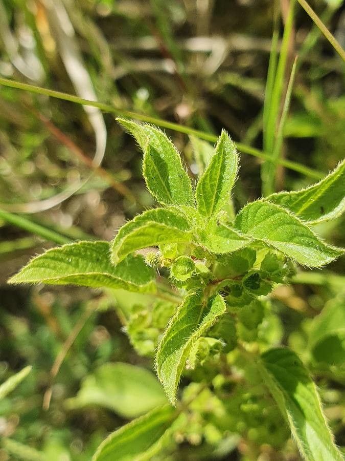 Acalypha crenata — search result for 'Acalypha'