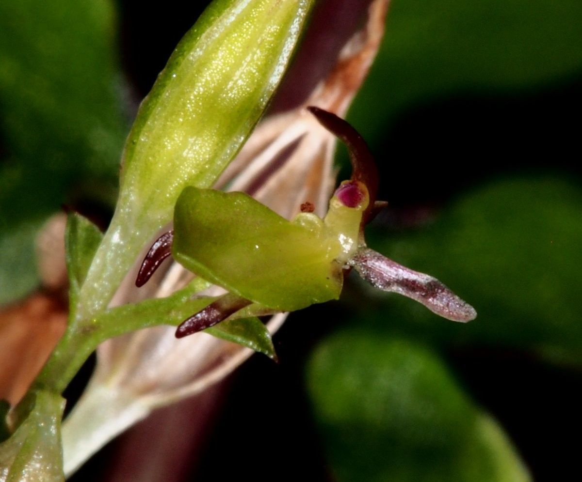 Acianthus aegeridantennatus — related species from the same genus