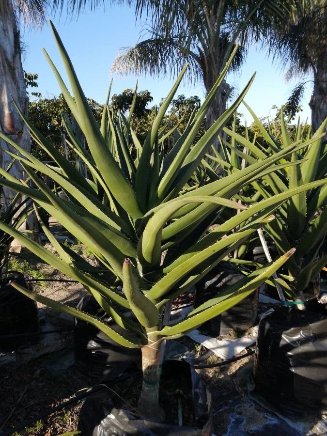 Aloidendron barberae leaf