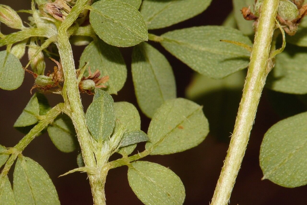 Indigofera demissa leaf