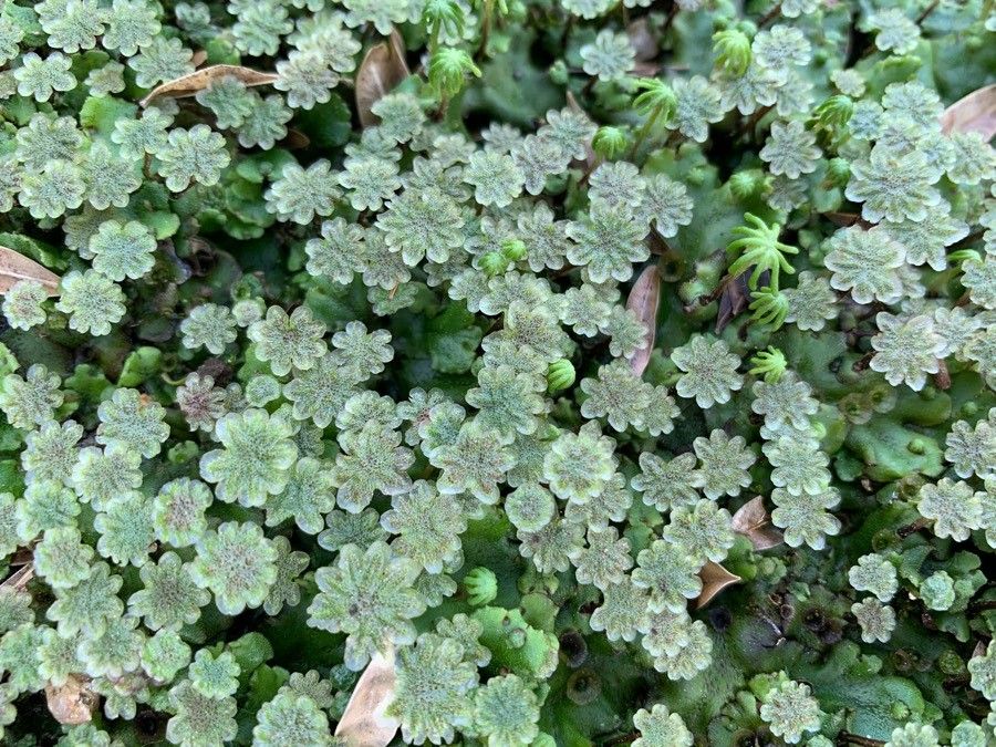 Azolla caroliniana leaf