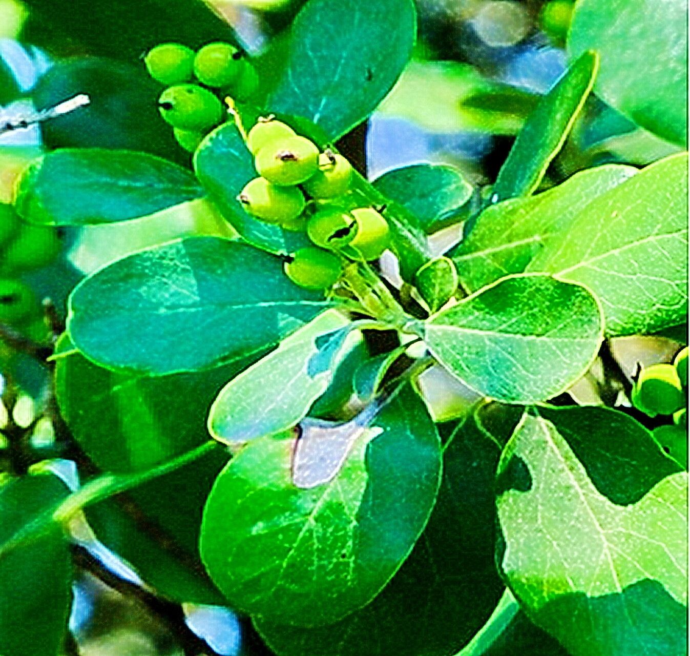 Garrya lindheimeri — houseplant care guide