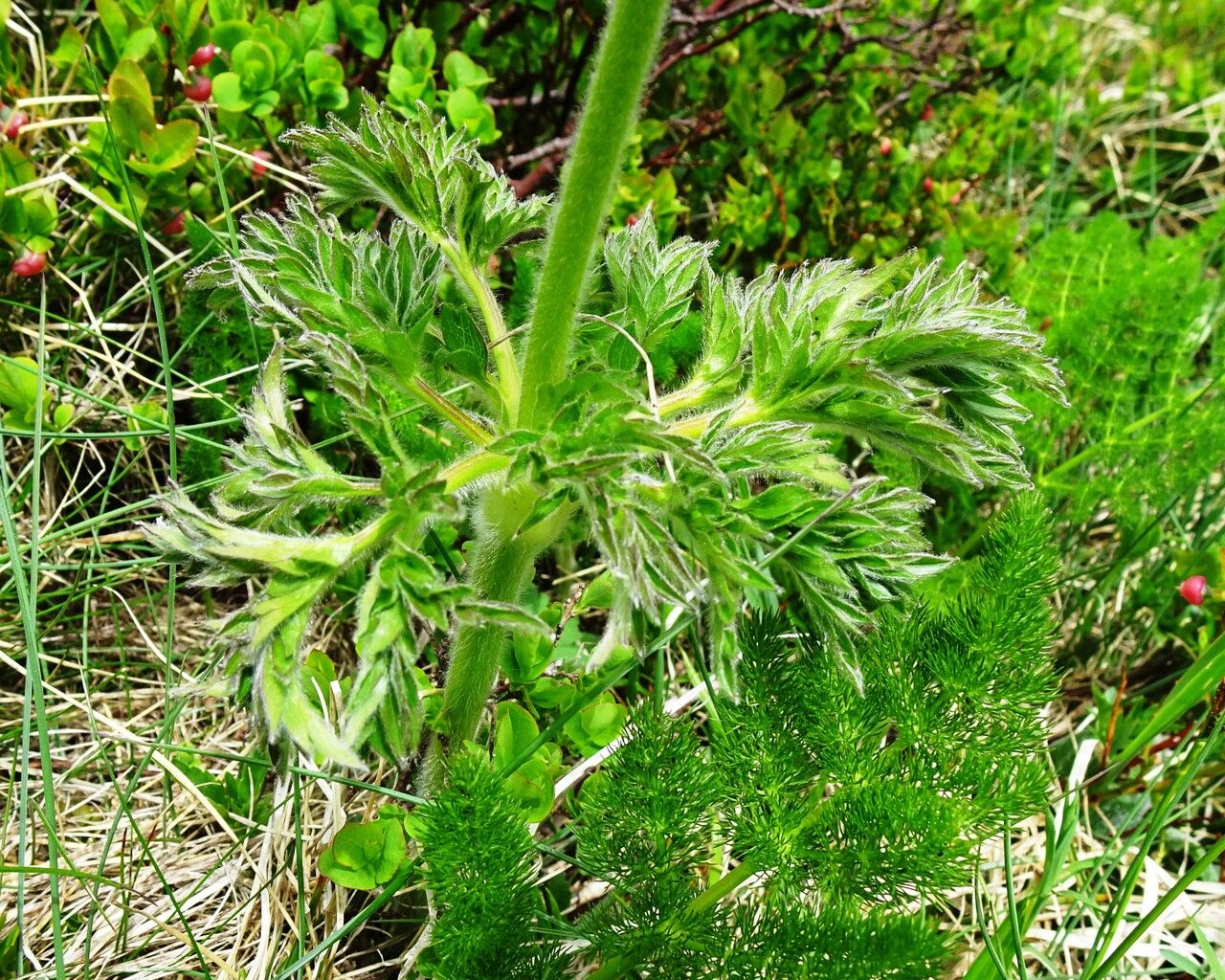 Anemone alpina leaf