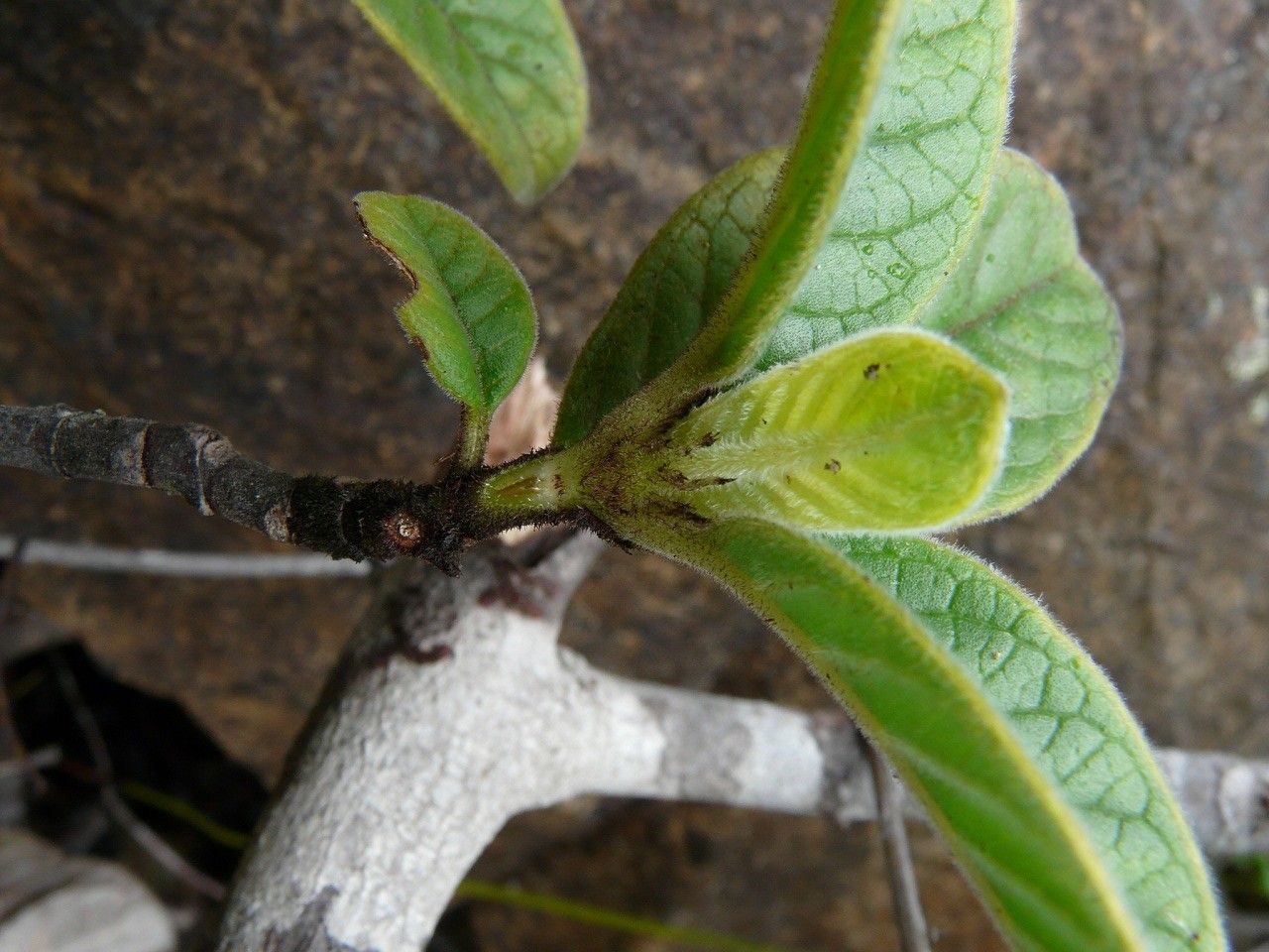 Psychotria nigotei bark
