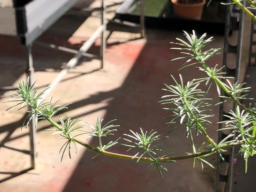 Lotus berthelotii leaf
