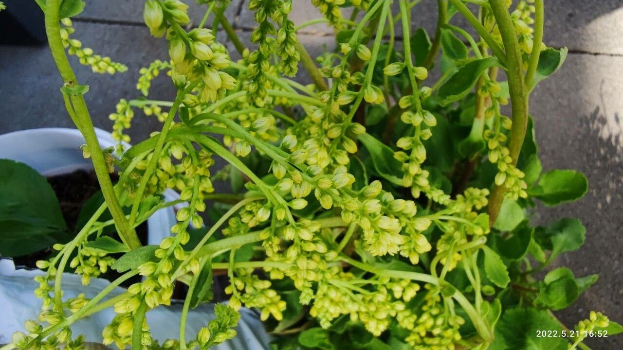 Chiastophyllum oppositifolium flower