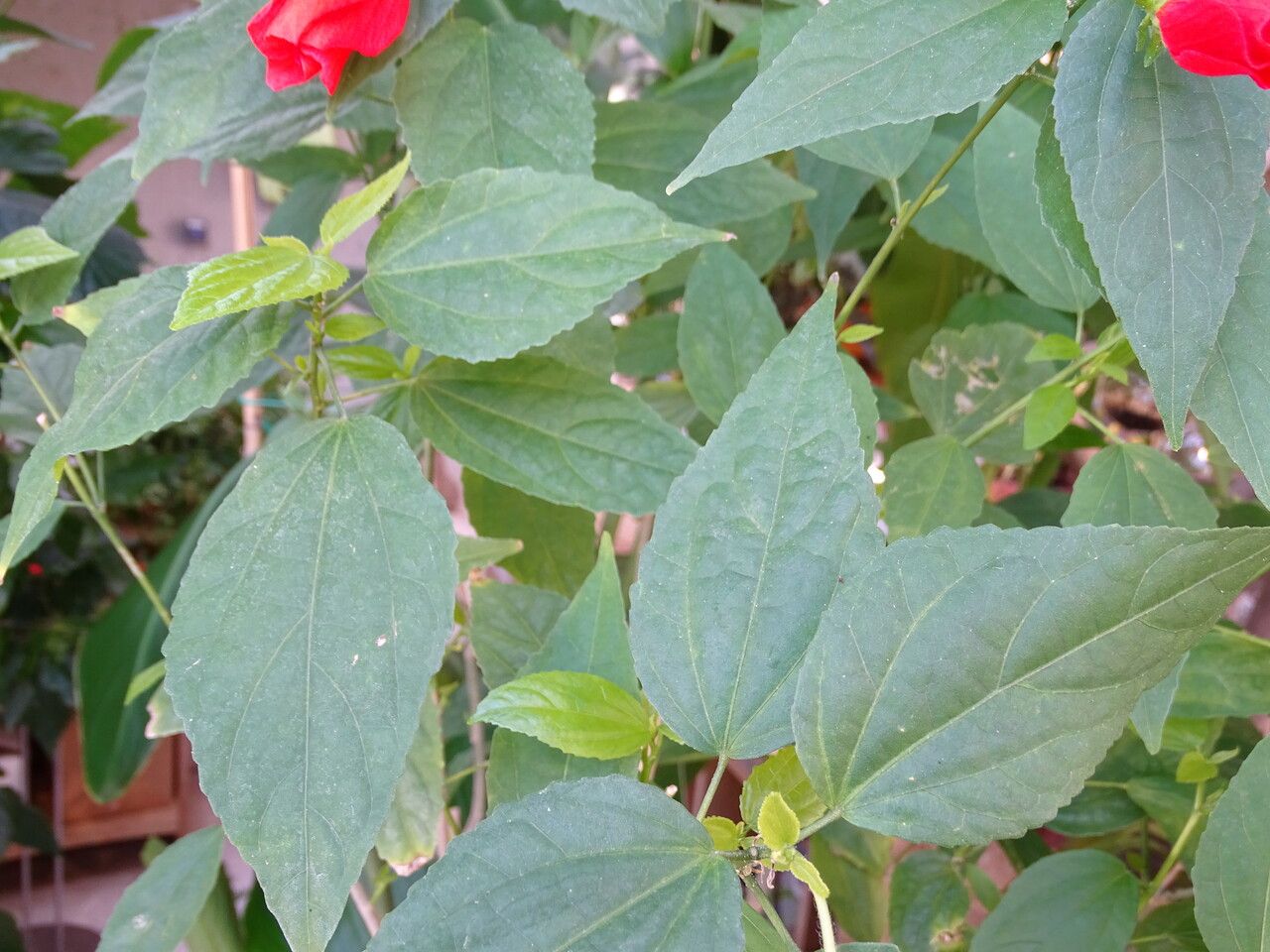 Malvaviscus penduliflorus leaf