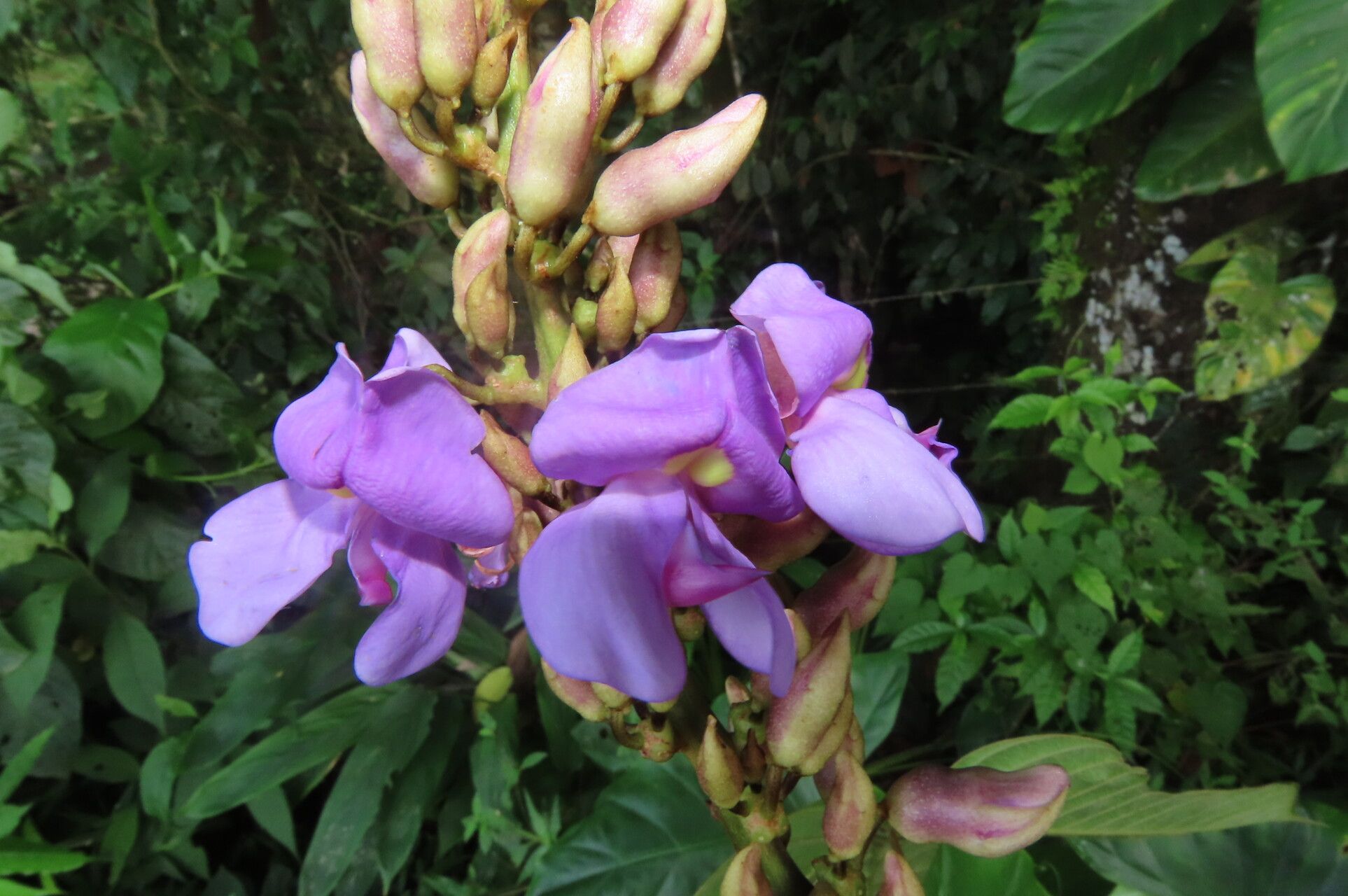 Dioclea malacocarpa flower