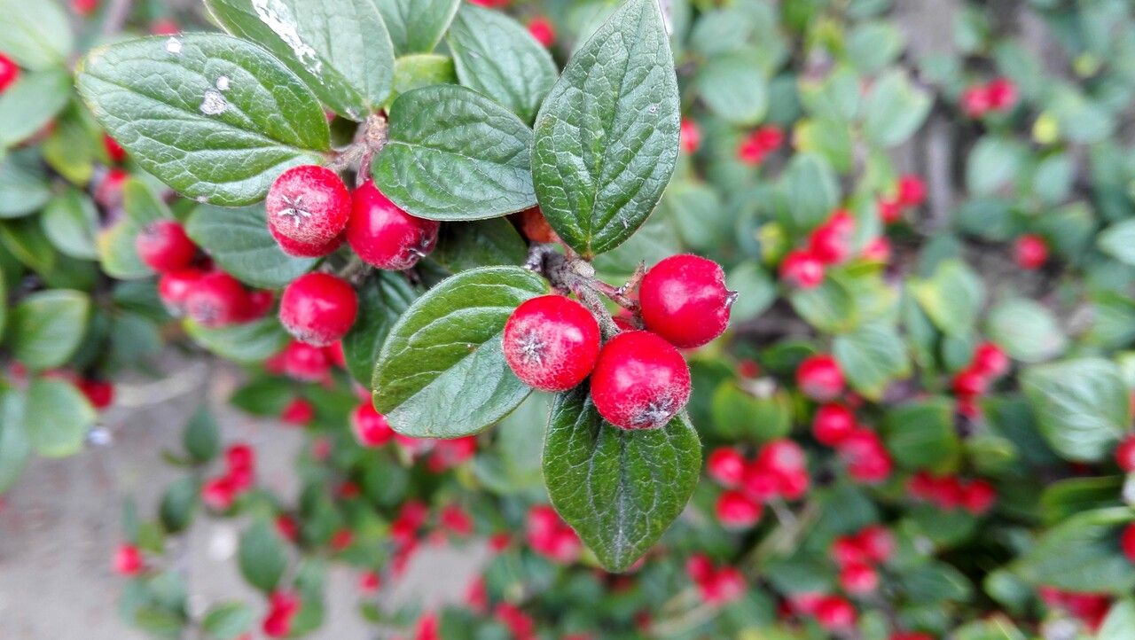 Cotoneaster dielsianus fruit
