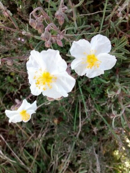 Helianthemum violaceum flower