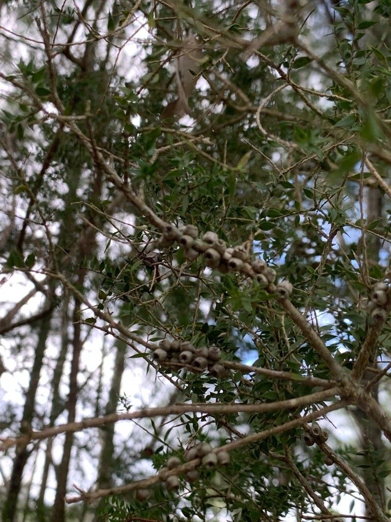 Melaleuca styphelioides fruit