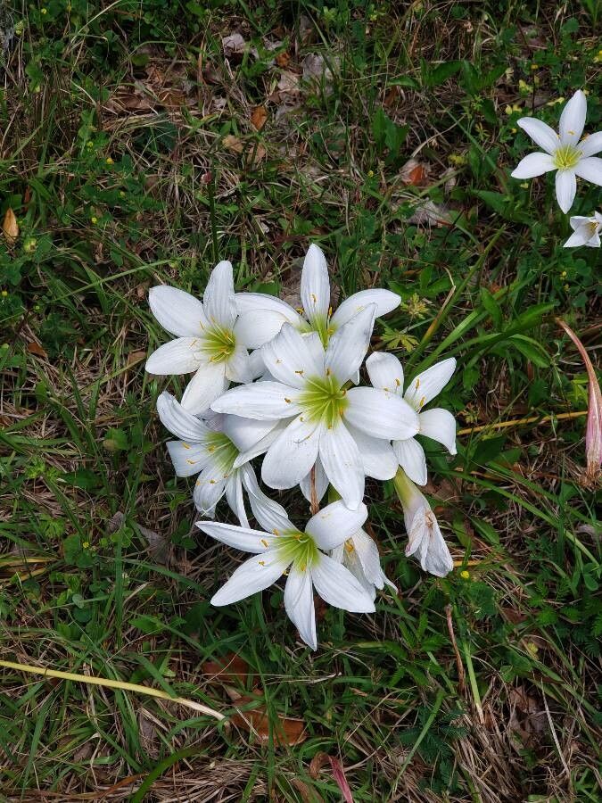 Zephyranthes treatiae flower