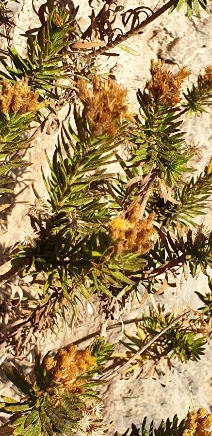 Allagopappus dichotomus fruit