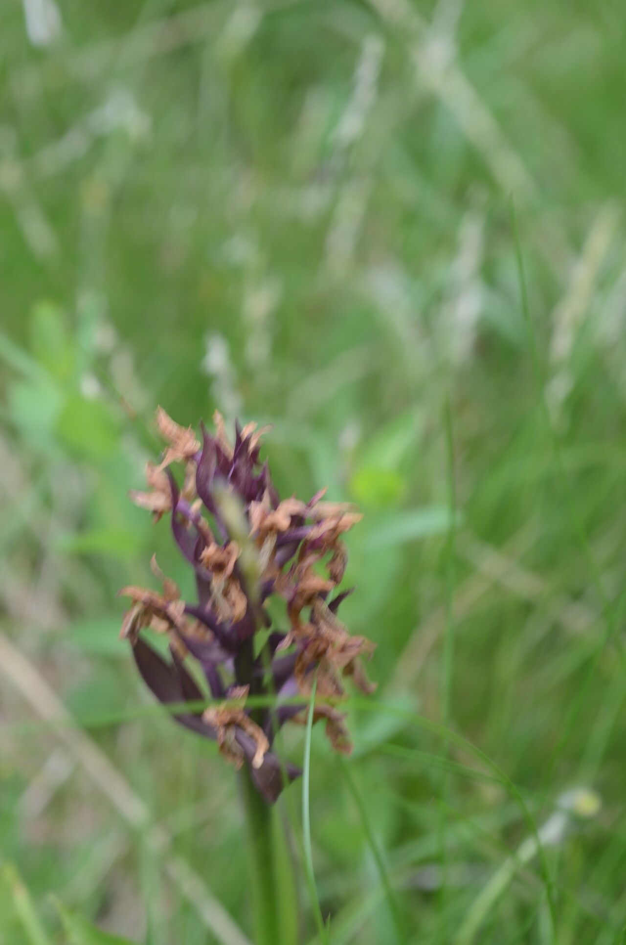Dactylorhiza sambucina fruit