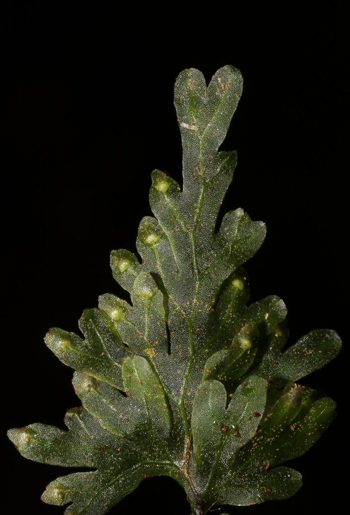 Hymenophyllum leratii leaf