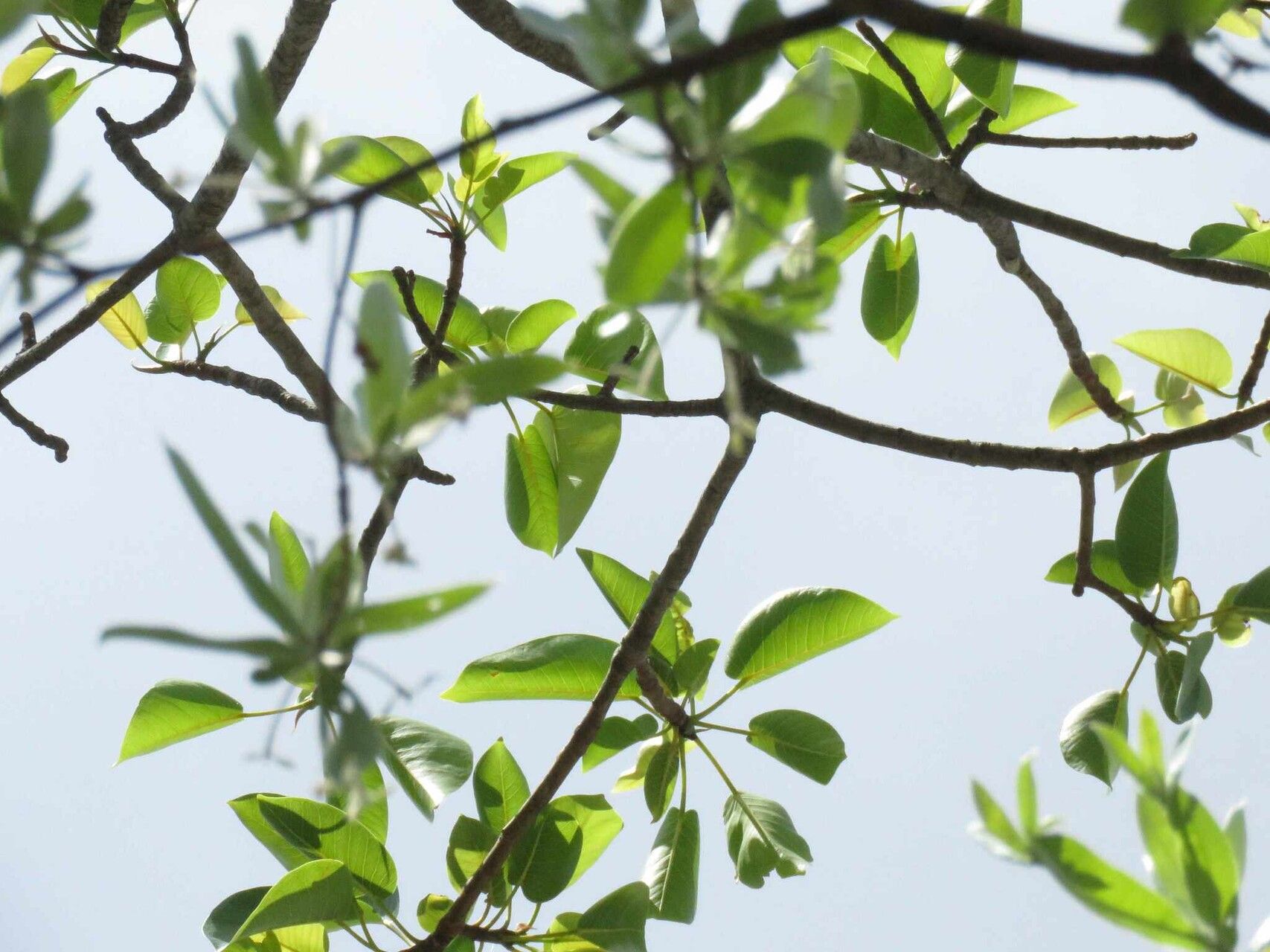 Ficus fischeri — houseplant care guide