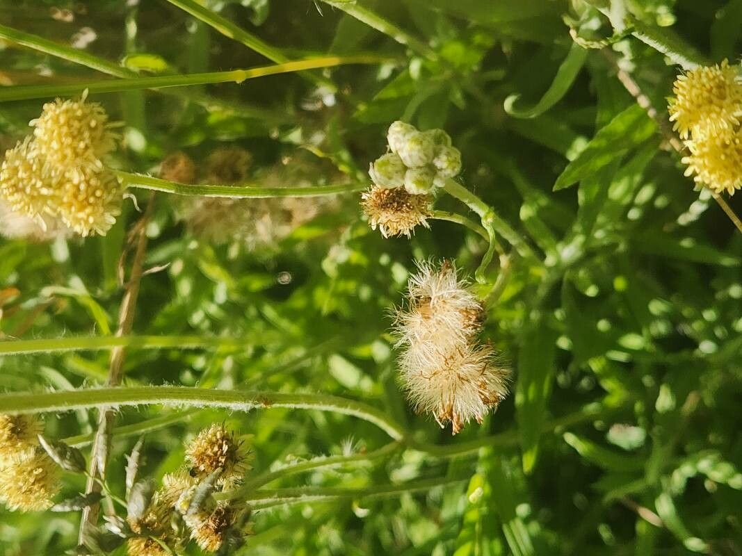 Nidorella pedunculata fruit