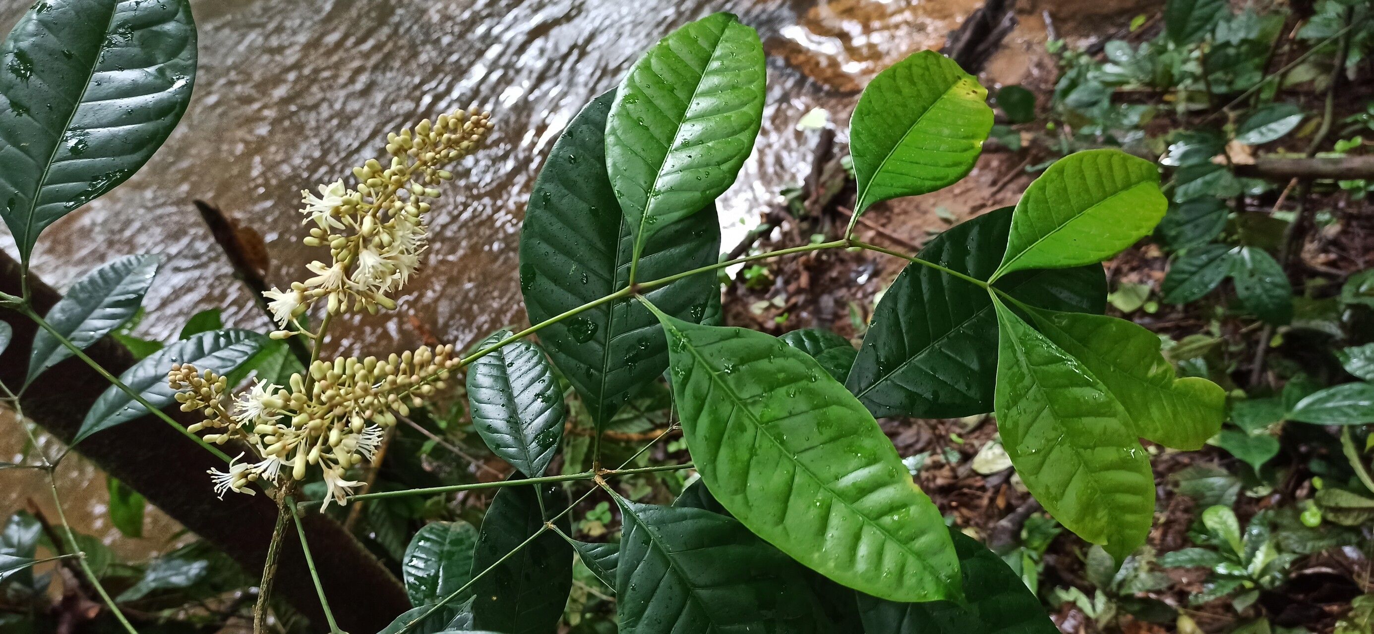 Simaba africana — related species from the same genus
