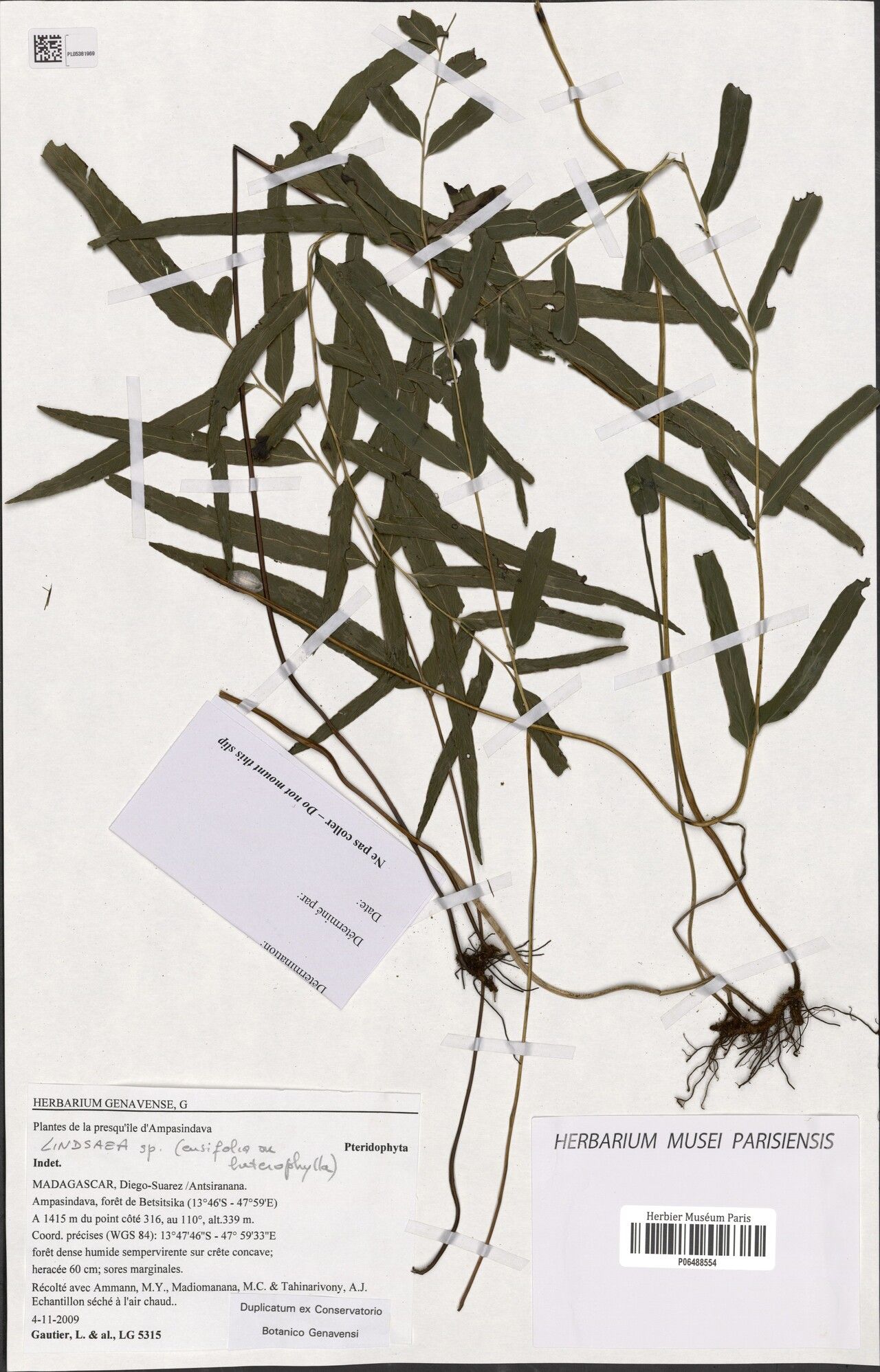 Lindsaea grandiareolata — houseplant care guide