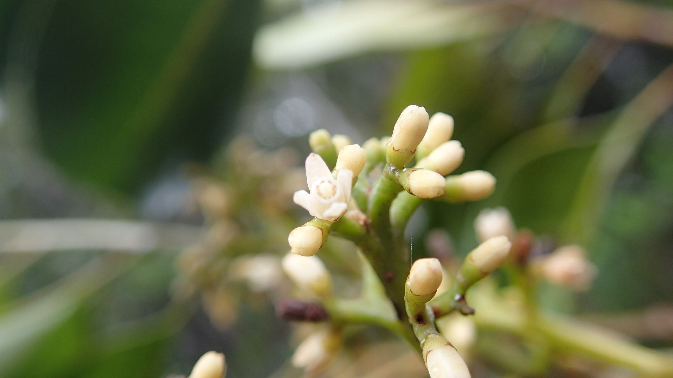 Didymocheton minutiflorus flower