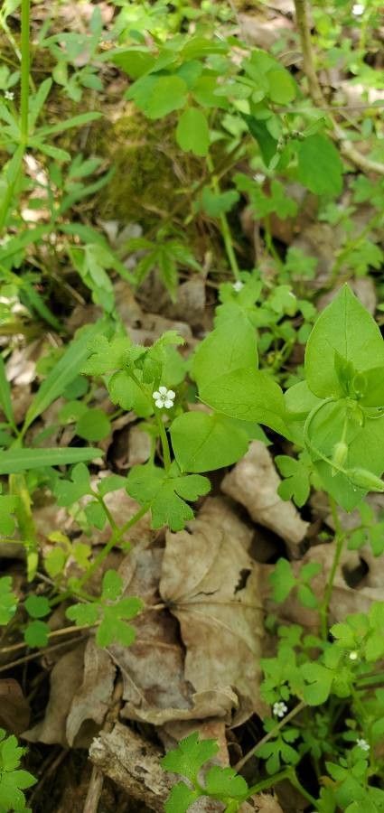 Nemophila aphylla flower