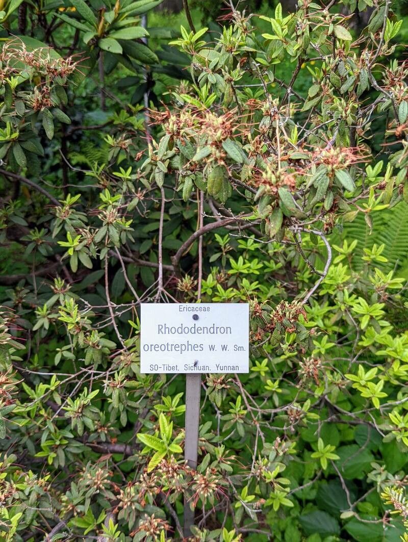 Rhododendron oreotrephes habit