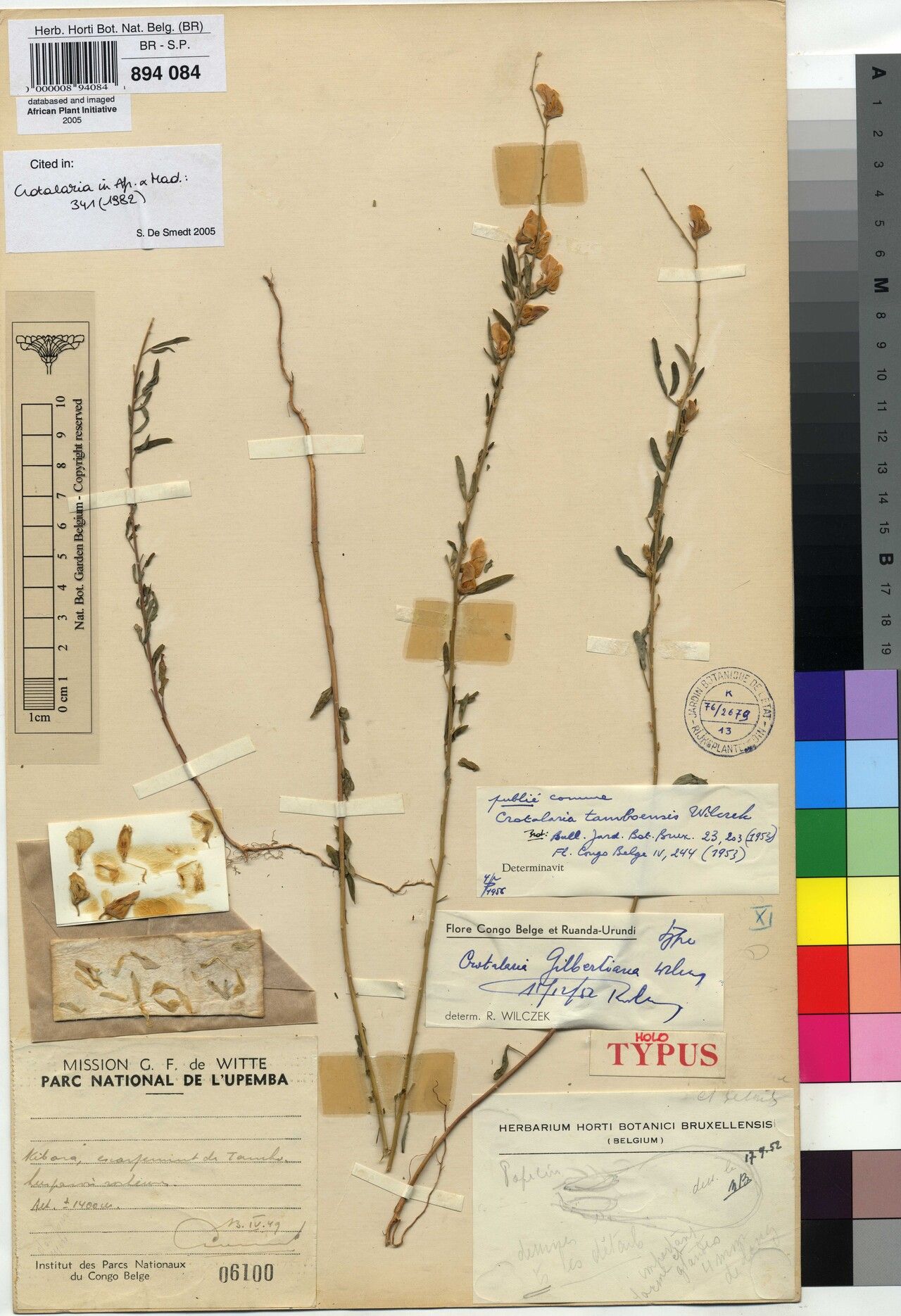 Crotalaria tamboensis — houseplant care guide