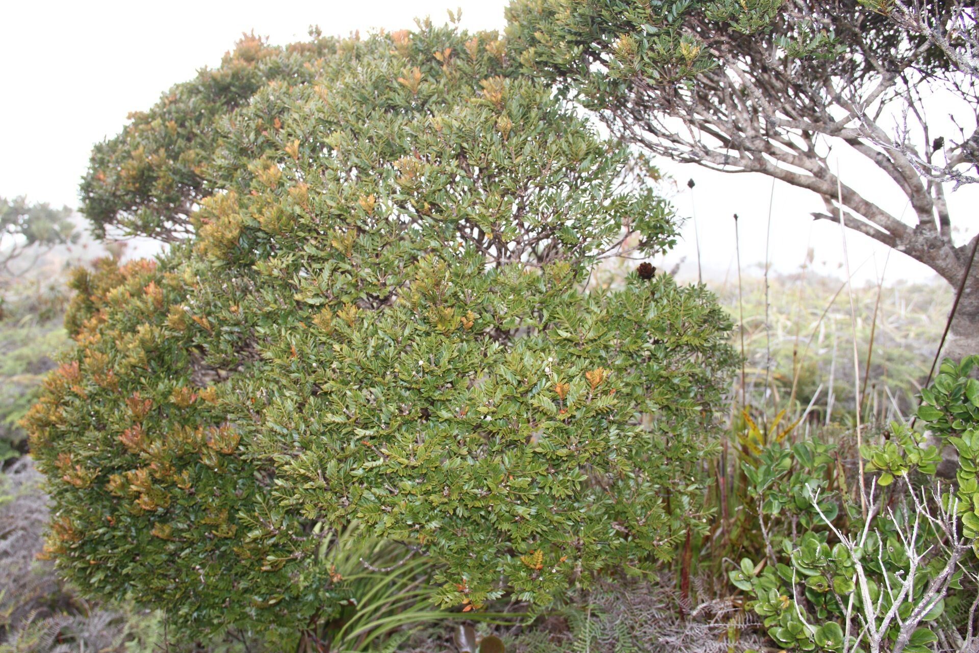 Pancheria multijuga — search result for 'Cunoniaceae'